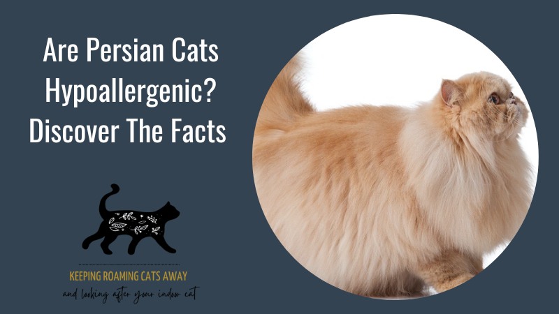 Persian Cats and Allergy-Friendly Breeds: Exploring Options