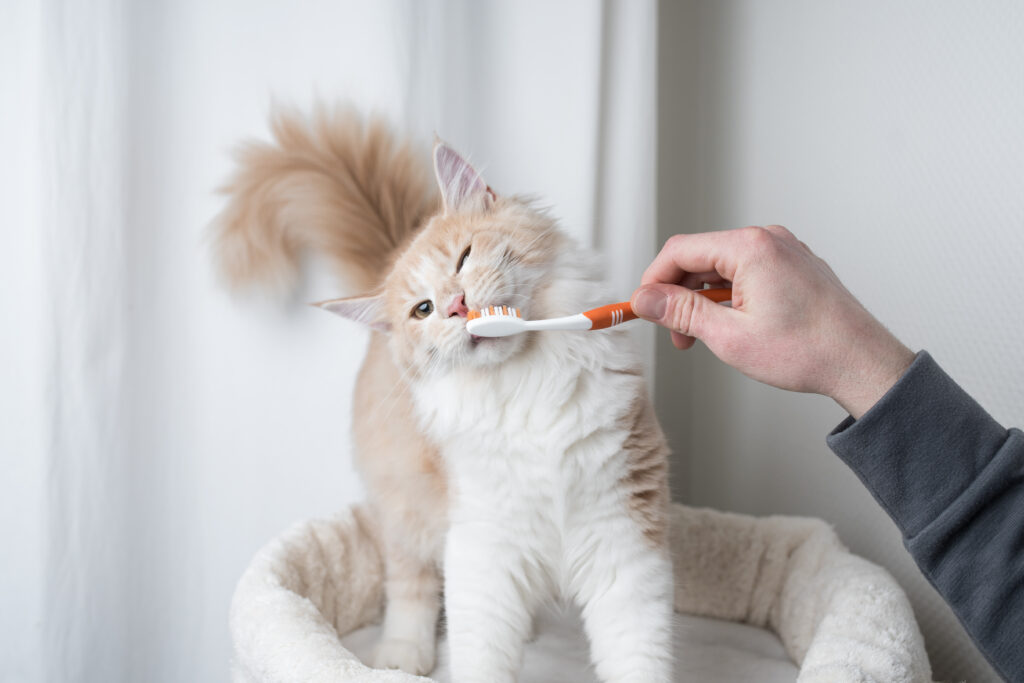 Persian Cats and Dental Health: Tips for Strong Teeth