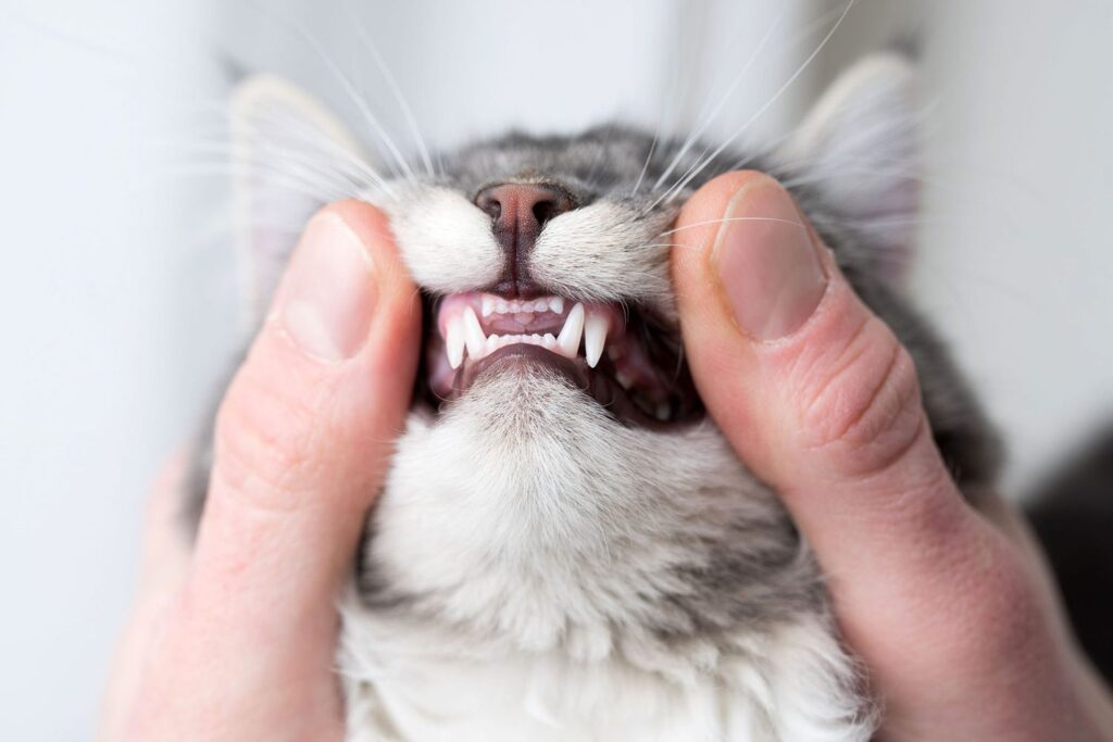 Persian Cats and Dental Health: Tips for Strong Teeth