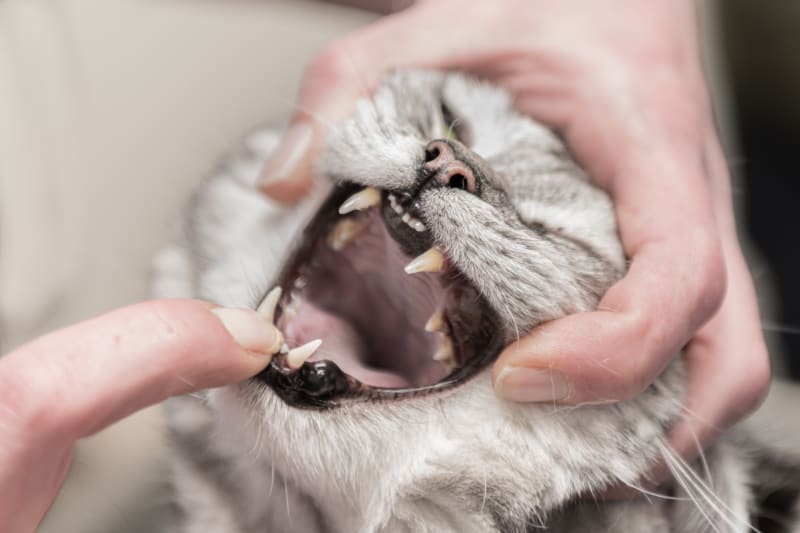 Persian Cats and Dental Health: Tips for Strong Teeth