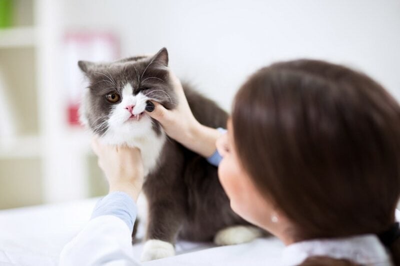 Persian Cats and Dental Health: Tips for Strong Teeth