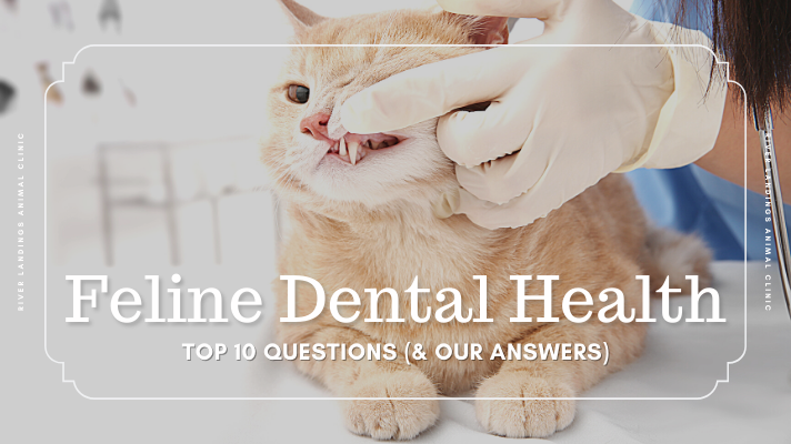 Persian Cats and Dental Health: Tips for Strong Teeth