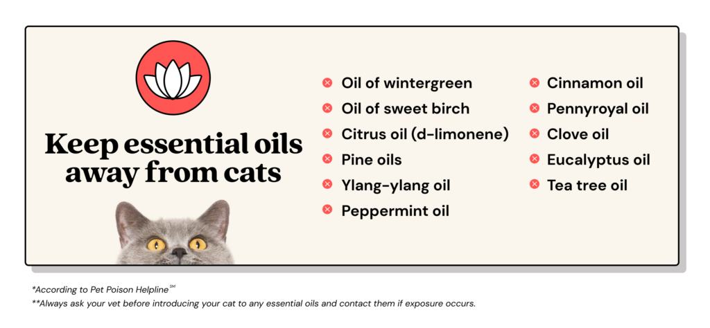 Persian Cats and Essential Oils: What You Need to Know