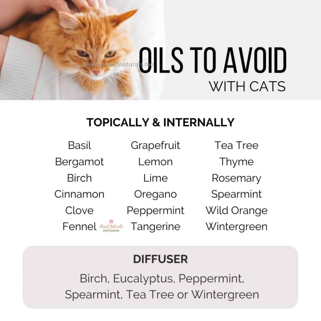 Persian Cats and Essential Oils: What You Need to Know