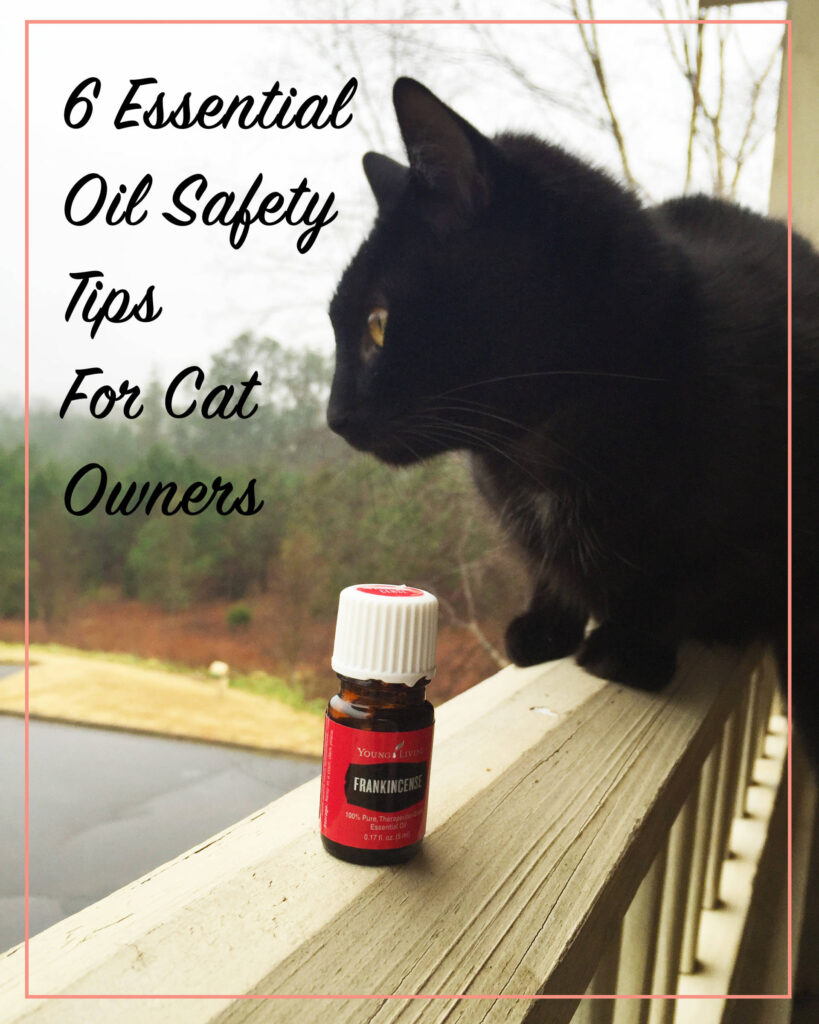 Persian Cats and Essential Oils: What You Need to Know