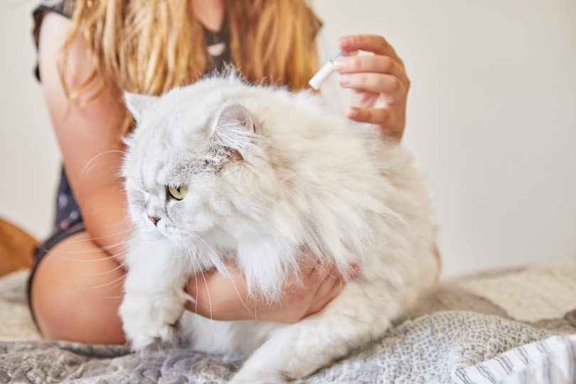 Persian Cats and Fleas: Prevention and Treatment