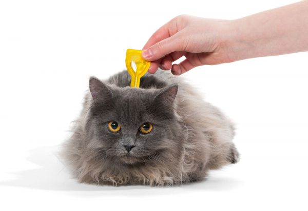 Persian Cats and Fleas: Prevention and Treatment