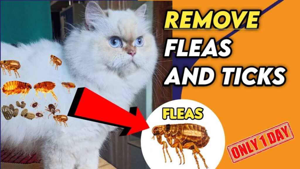 Persian Cats and Fleas: Prevention and Treatment