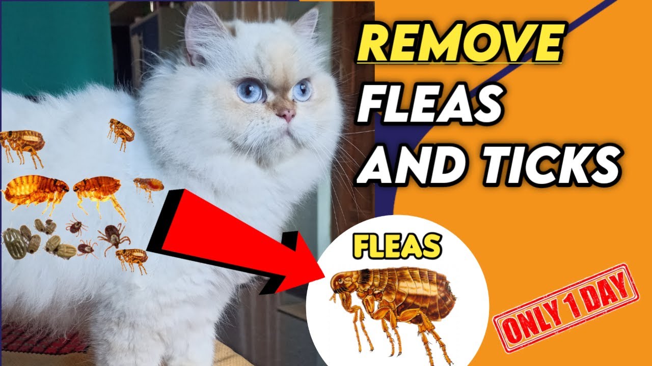 Persian Cats and Fleas: Prevention and Treatment