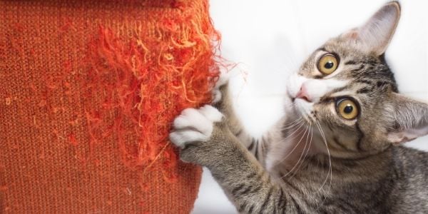 Persian Cats and Scratching Behavior: Redirecting Their Instincts