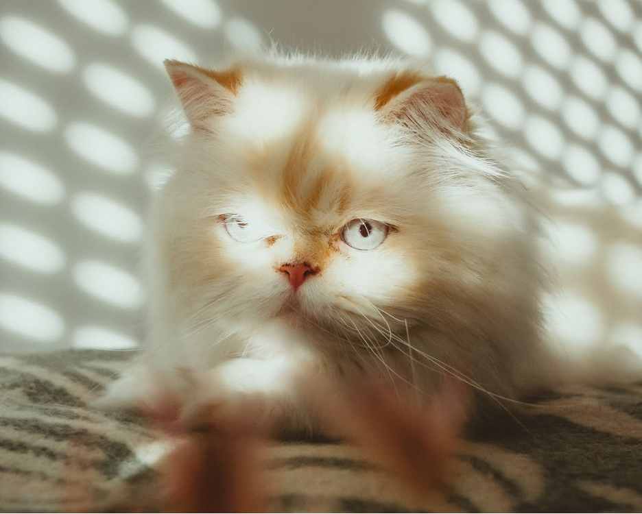 Persian Cats and Seasonal Shedding: Coping Strategies