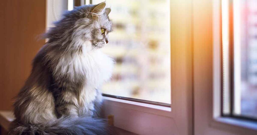 Persian Cats and Separation Anxiety: Soothing Techniques