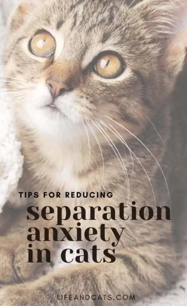 Persian Cats and Separation Anxiety: Soothing Techniques