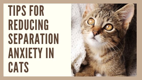 Persian Cats and Separation Anxiety: Soothing Techniques