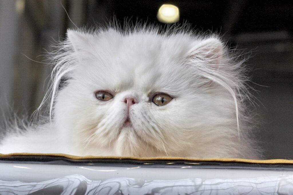 Persian Cats and Stress Management: Techniques for a Calm Environment