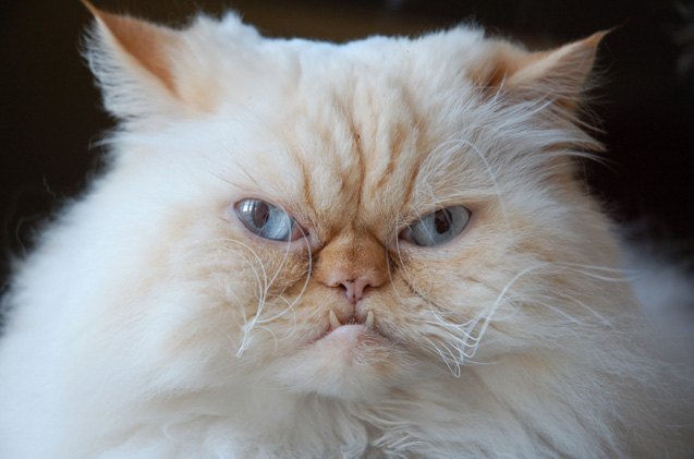 Persian Cats and Stress Management: Techniques for a Calm Environment