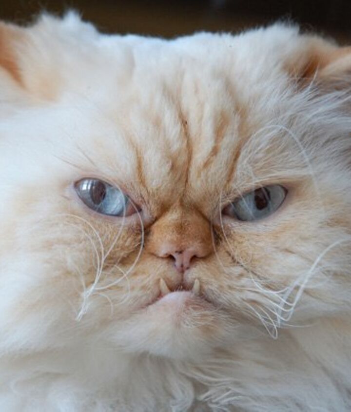 Persian Cats and Stress Management: Techniques for a Calm Environment