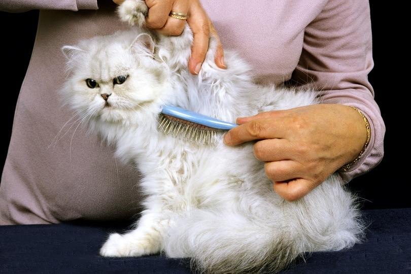 Persian Cats and Stress Management: Techniques for a Calm Environment