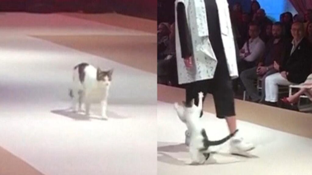 Persian Cats in Fashion: From Runways to Catwalks