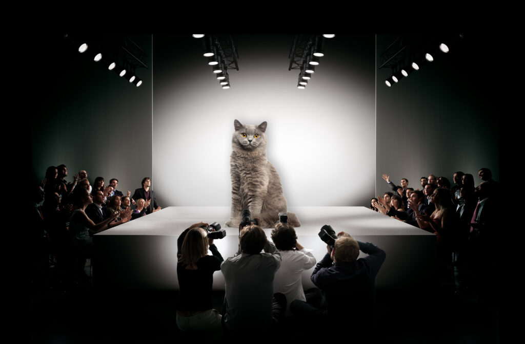 Persian Cats in Fashion: From Runways to Catwalks