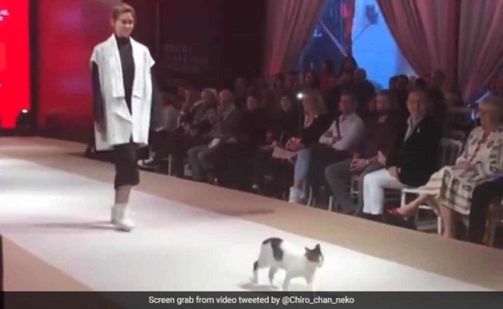 Persian Cats in Fashion: From Runways to Catwalks