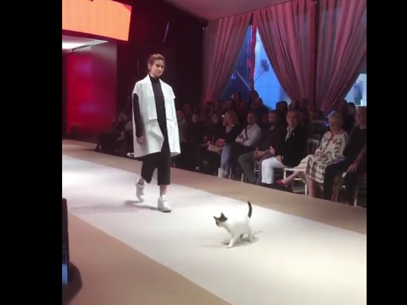 Persian Cats in Fashion: From Runways to Catwalks