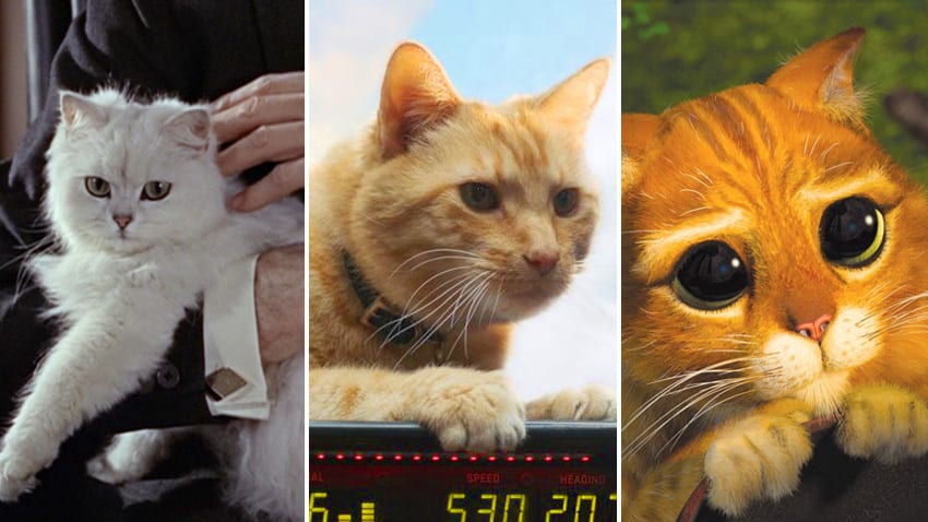 Persian Cats in Movies: Memorable Cats on the Silver Screen