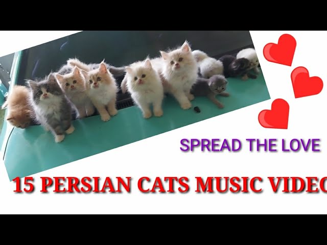 Persian Cats in Music: Songs Dedicated to Feline Beauties