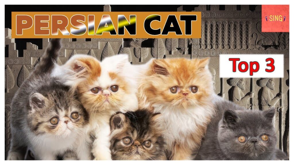 Persian Cats in Music: Songs Dedicated to Feline Beauties