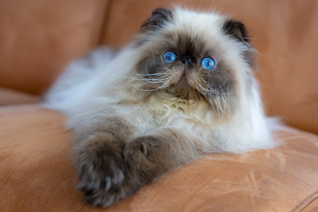 The Adorable and Curious Personality of Blue-Cream Tabby Persian Cats