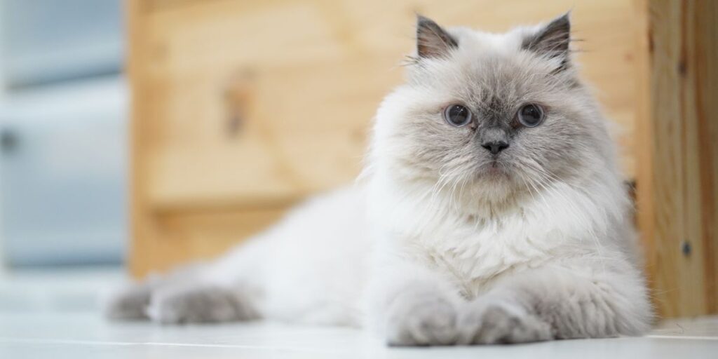 The Adorable and Curious Personality of Blue-Cream Tabby Persian Cats