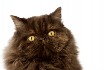 The Captivating and Mysterious Nature of Chocolate Persian Cats