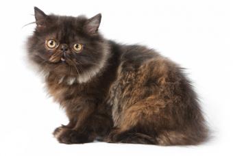 The Captivating and Mysterious Nature of Chocolate Persian Cats