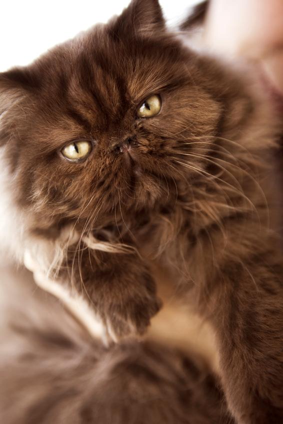 The Captivating and Mysterious Nature of Chocolate Persian Cats