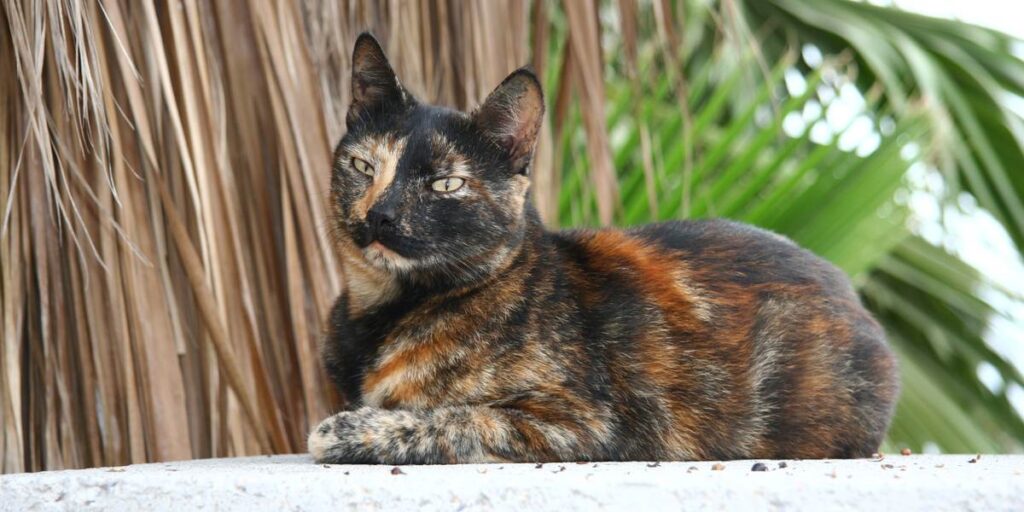 The Charming and Delightful Personality of Shaded Tortoiseshell Persian Cats