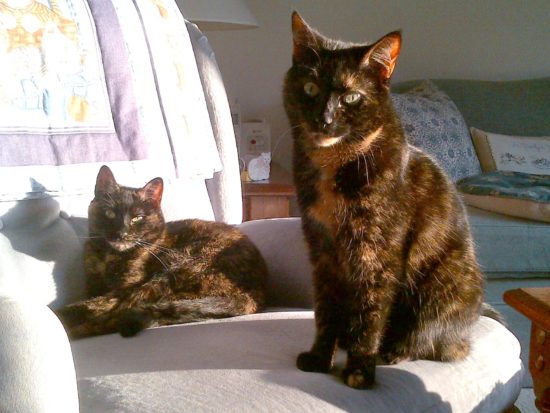 The Charming and Delightful Personality of Shaded Tortoiseshell Persian Cats