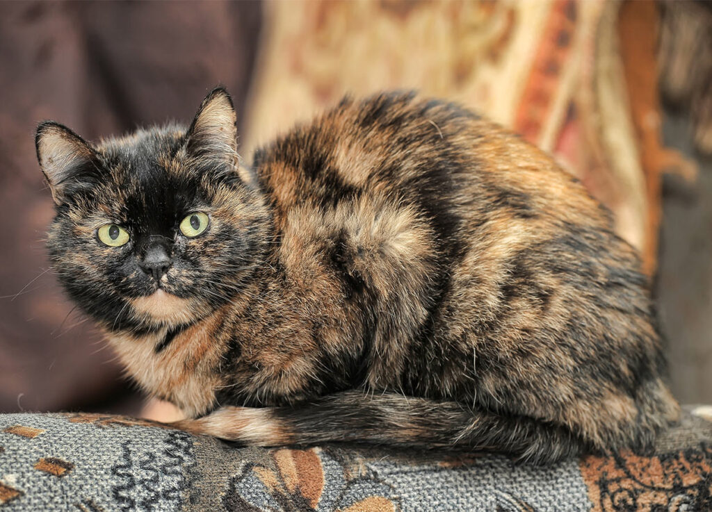 The Charming and Delightful Personality of Shaded Tortoiseshell Persian Cats