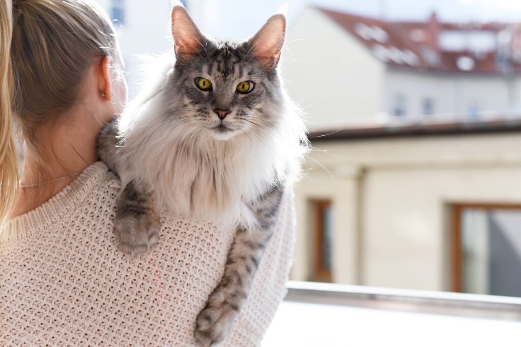 The Cuddly and Affectionate Personality of Exotic Longhair Cats