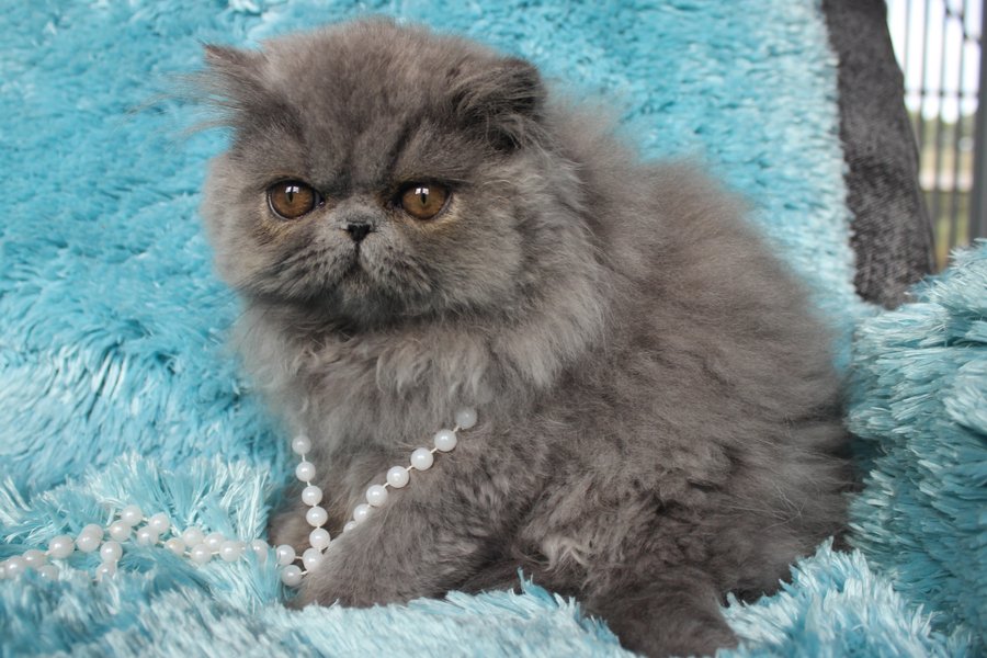 The Cuddly and Affectionate Personality of Exotic Longhair Cats