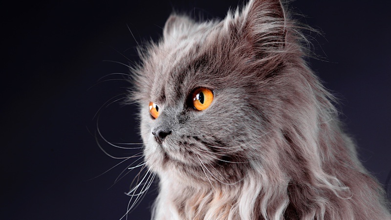 The Elegant and Admirable Nature of Shaded Silver Persian Cats