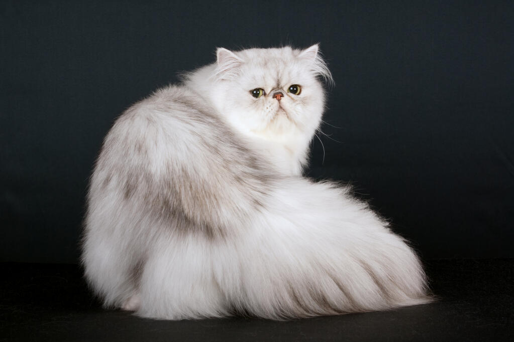 The Elegant and Admirable Nature of Shaded Silver Persian Cats