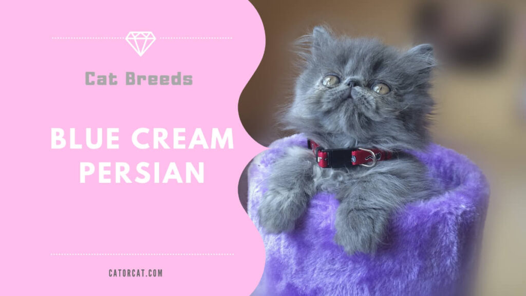 The Enchanting and Charming Personality of Blue-Cream Persian Cats