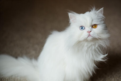 The Enigmatic and Mysterious Aura of Odd-Eyed Persian Cats