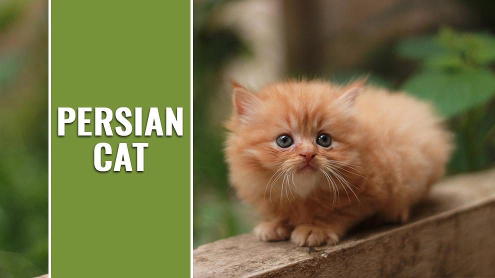 The Gentle and Friendly Personality of Red Smoke Persian Cats