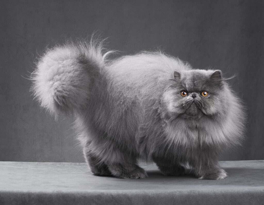 The Gentle and Friendly Personality of Red Smoke Persian Cats