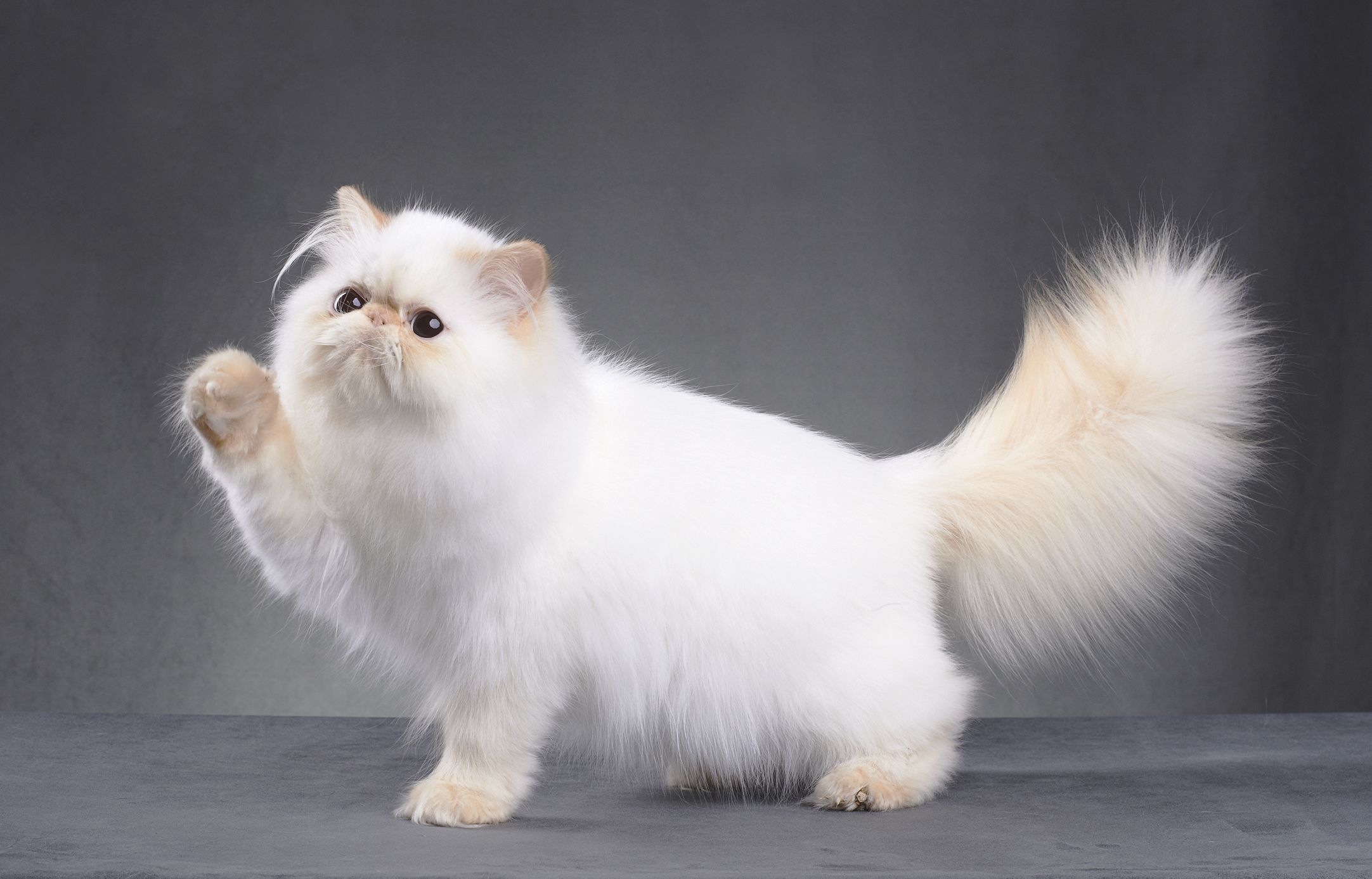 The Gentle and Friendly Personality of Red Smoke Persian Cats