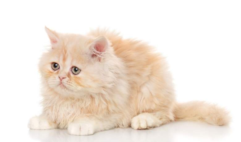 The Graceful and Delicate Nature of Lilac Persian Cats