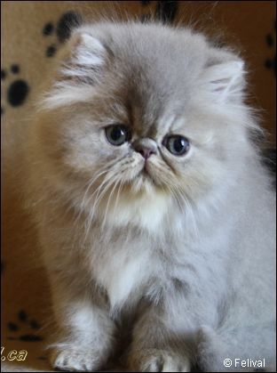 The Graceful and Delicate Nature of Lilac Persian Cats