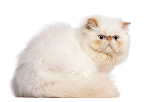 The Gracious and Elegant Nature of Cameo Persian Cats