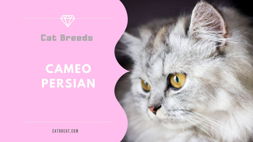 The Gracious and Elegant Nature of Cameo Persian Cats